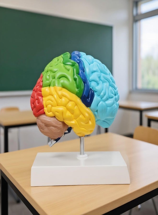 Dranvosk Life Size Human Half Brain Anatomy Model Colored Medical Teaching Tool for Kids Educational Science Kits with Detailed Brain Structure - Image 1
